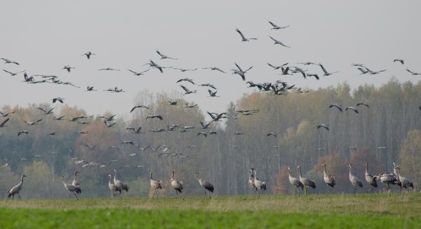 Természetfotó pályázat indul a szegedi darvadozás alkalmából