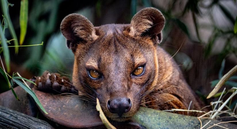 Madagaszkár csúcsragadozója: a fossza