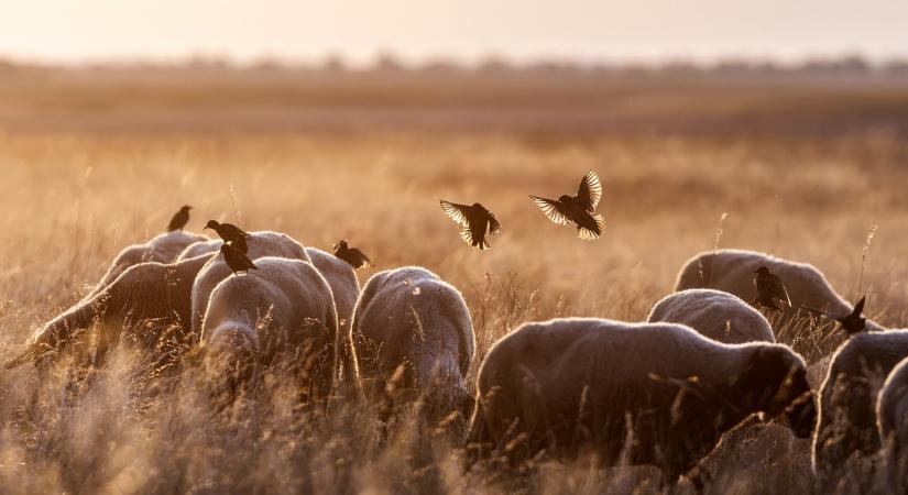 Népes seregélycsapatok kísérik a legelő állatokat a Kardoskúti-pusztán