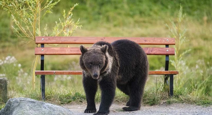 A medve okozta károkért nem szívesen fizet az állam