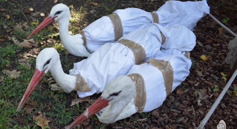 Evakuálták a Margitszigeti Kisállatkertet