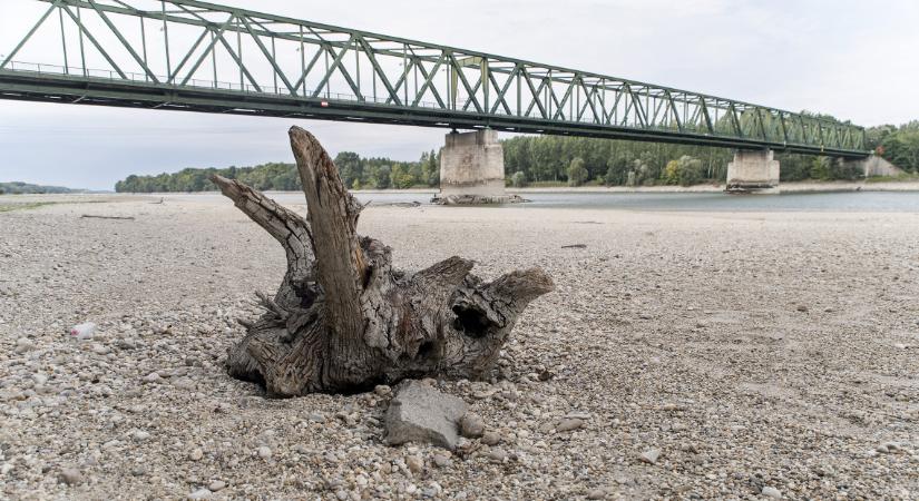 Kis buzgár és nagy buzgár - mindenhol jár az ár