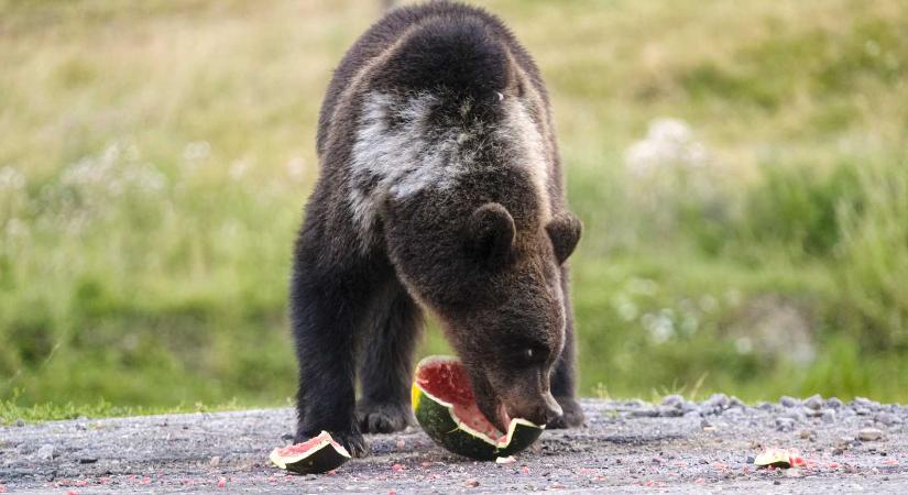 Nem alkalmazzák a törvényt: úton-útfélen etetik a medvéket, ám a hatóságok alig bírságolnak