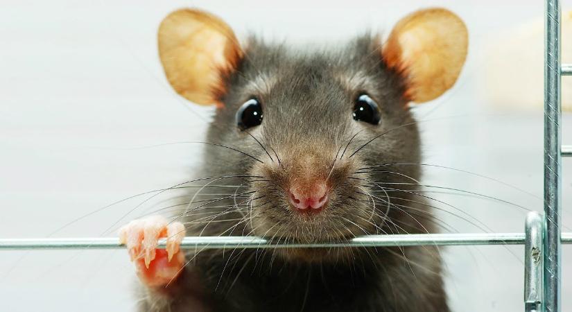 Budapesten több tízezer patkány élhet a Növényvédő és Kártevőirtó Kft. ügyvezetője szerint