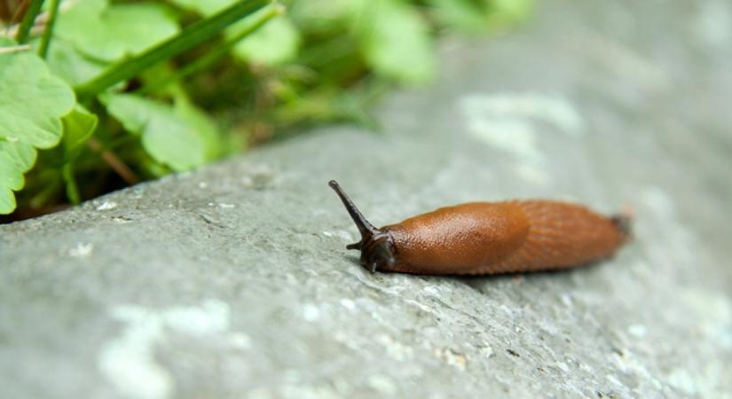 Ezt permetezd ősszel a kertbe, hogy elriaszd a meztelencsigákat: messziről elkerülik a növényeket a kártevők, ha ezt csinálod