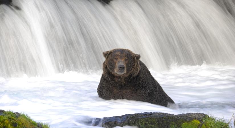 Kétezer dollárt ajánlottak fel egy grizzly medve gyilkosának kézre kerítéséért