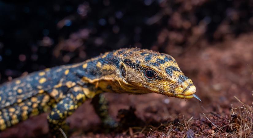 Világritkaság kelt ki a debreceni állatkertben