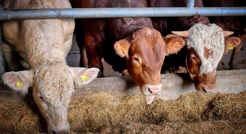 Újabb 200 milliárd forintos pályázati lehetőségek nyíltak a feldolgozó üzemek és állattartó telepek fejlesztésére