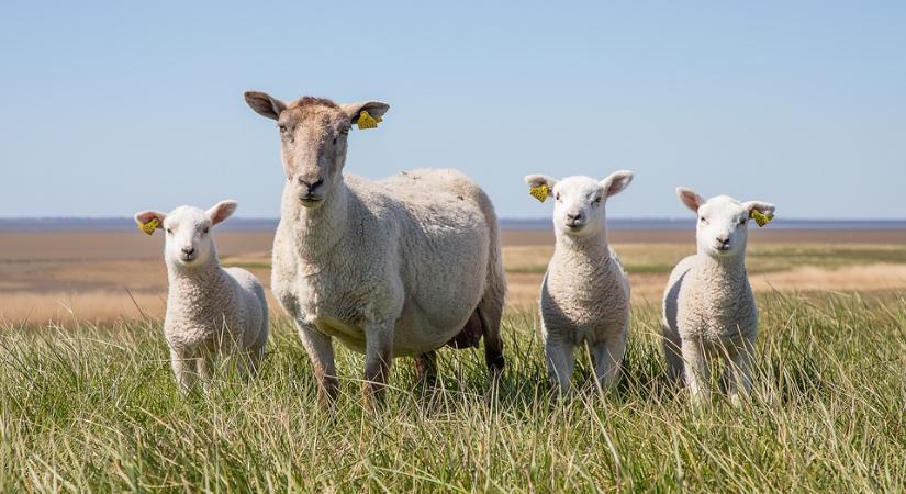 Állattenyésztési siker: Díjazottak a XXXIII. Farmer-Expón