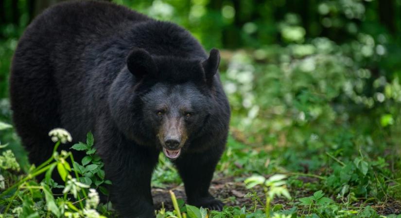 Apját marcangoló medvét lőtt le egy 12 éves fiú