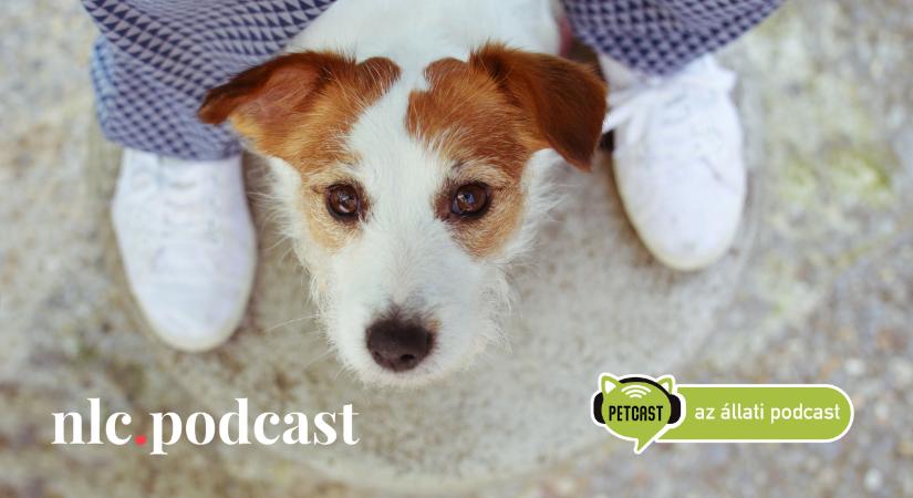 Petcast. Az állati podcast: Aki nem falkavezér, az rossz gazdi?