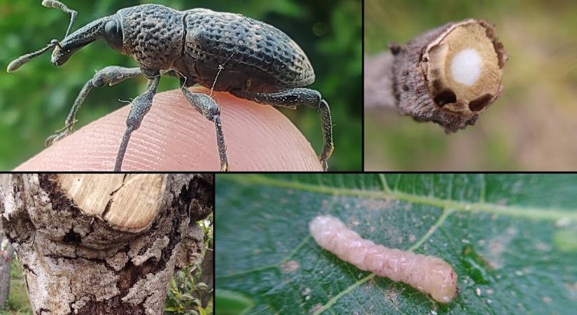 Füge ormányos (Aclees taiwanensis), a füge ádáz kártevője