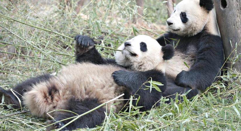 Pandává festett kutyákkal buktak le egy kínai állatkertben: beismerték a trükközést