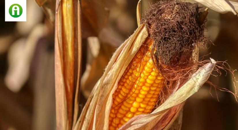 Felértékelődött a piacon a toxinmentes kukorica