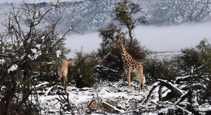 Elképesztő havazás szedett halálos áldozatot Dél-Afrikában