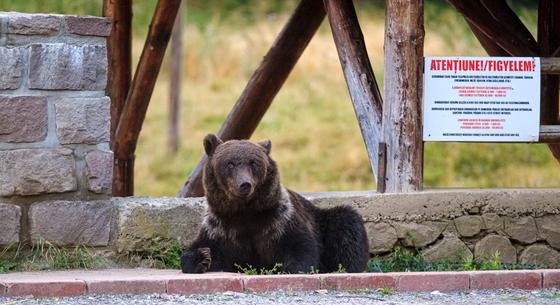 14 éves terhes lányra támadt egy medve Brassó megyében