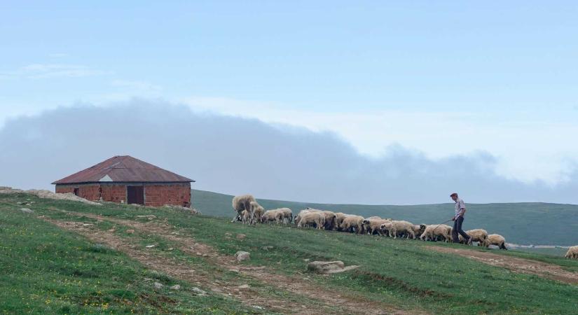 Útlezárásokkal fenyegetőznek a juhászok – tiltakoznak az állataik leölése ellen