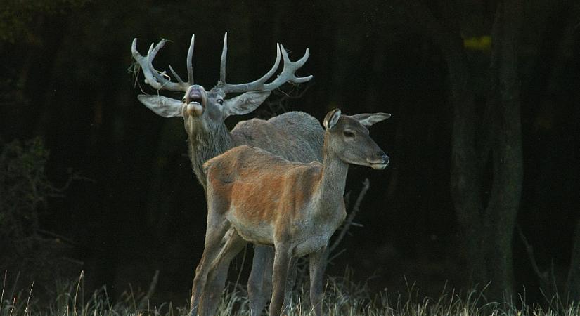 Ha vaddal ütközik, ön a felelős, és meg kell fizetnie az értékét is