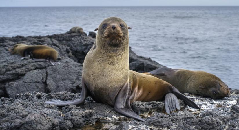 Hatalmas fóka támadt egy strandolóra Amerikában