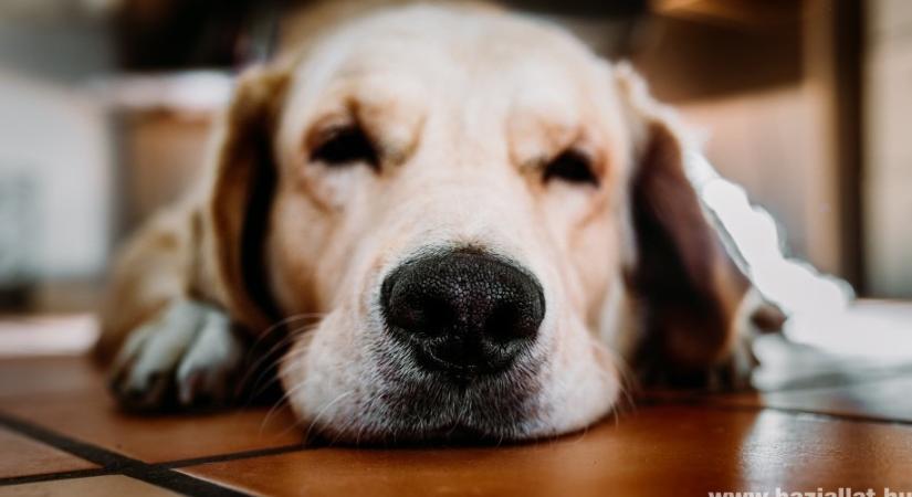 Kutyaepilepszia: tünetek és kezelési lehetőségek