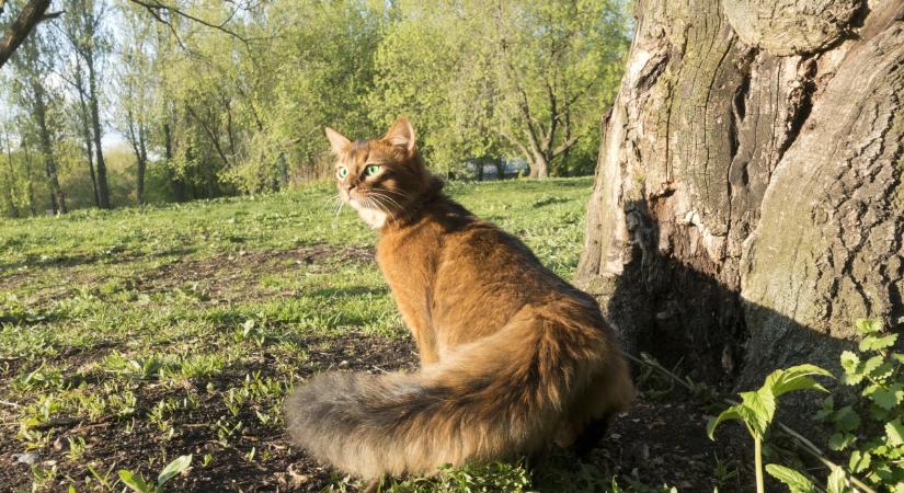 Fáradhatatlan macskák: 8 rövid érdekesség a szomáliról