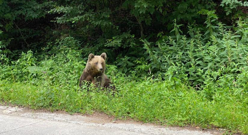 14 éves fiút támadott meg egy medve a transzfogarasi út közelében