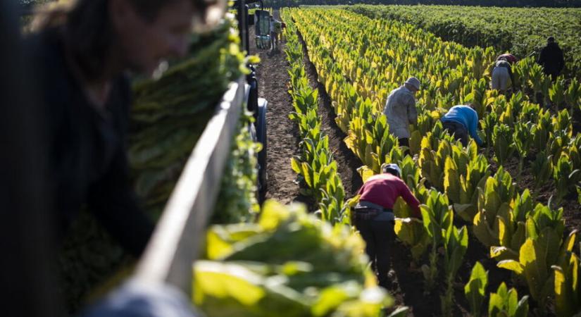 Megvonhatják az uniós agrártámogatást is Magyarországtól