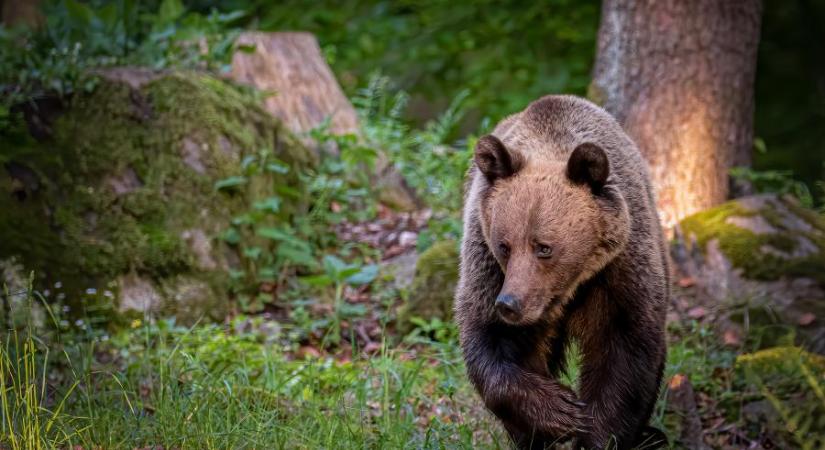 14 éves fiút támadott meg egy medve a Fogarasi-havasokban