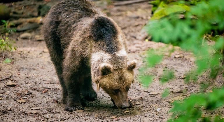 Medve kóborolhat egy közkedvelt kirándulóhelyen, friss nyomokra bukkantak