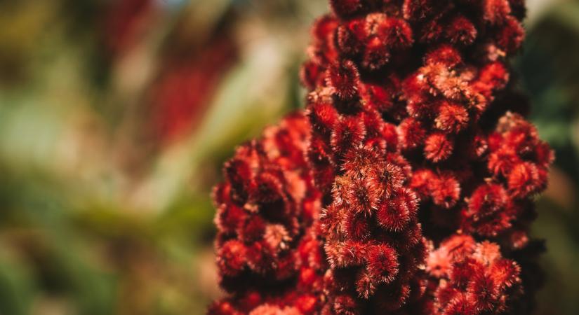 Sumac – a Közel-Kelet édes-savanyú titka