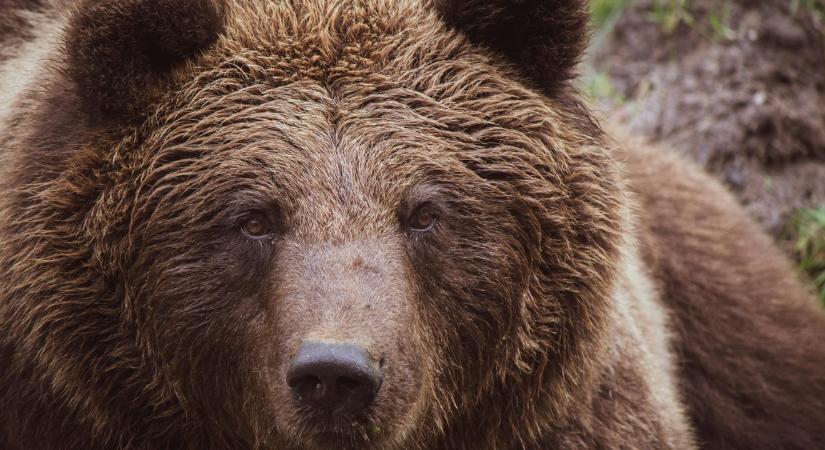 Medve jár Mihálygergénél: félreértelmezhetetlen jeleket hagyott - fotók