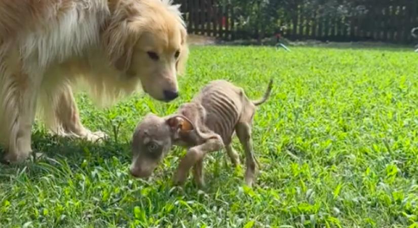 Egy csontsoványan kölyökkutyával találkozott a golden retriever: szívszaggató, ami ezután történt - Videó