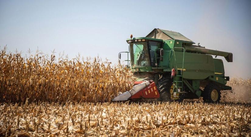 Beütött a toxin a kukoricapiacon – a termés közel fele megfertőződött