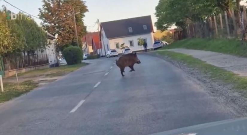 Így rohangált fényes nappal Baján egy megriadt vaddisznó