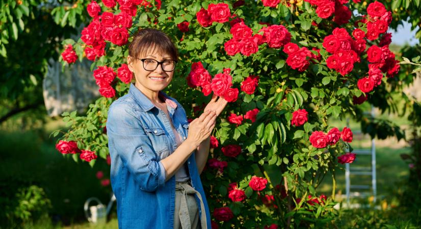 Összesodródik a rózsa levele és látsz rajta fehér foltokat is? Kertész apósom szerint így tüntetheted el őket