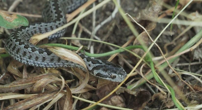 Világra jött az ötezredik vipera