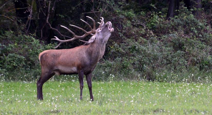 Elindult a horrorszezon az utakon, itt a szarvasbőgés