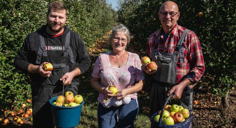 Kipróbáltuk a szedd magad almaszedést, s közben megkérdeztük: drágább lesz az alma?