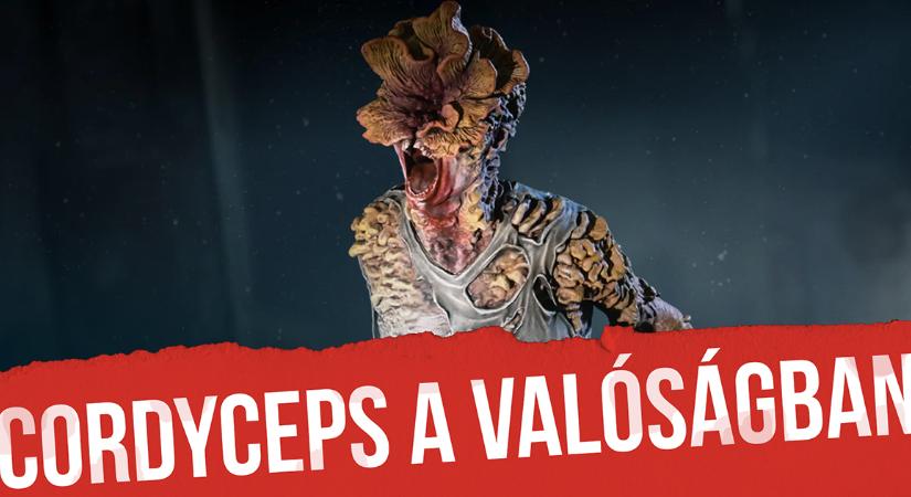 Jelenthet valós veszélyt a The Last of Us-os cordyceps? Videóban járunk utána!