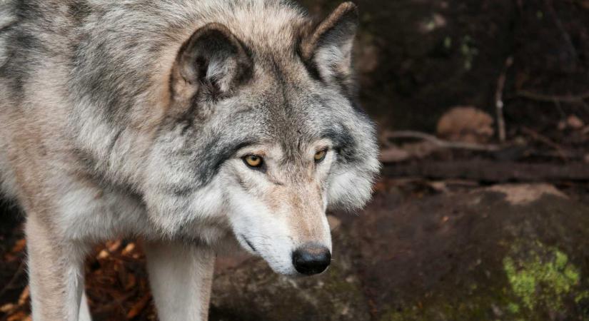 Csökken a farkas védettségi státusza, a medvéé még várat magára