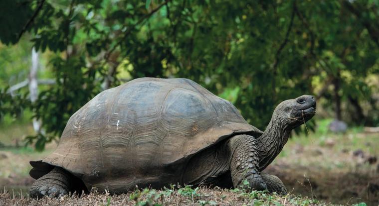 Azt hitted, a galapagosi teknős él legtovább az állatok közül? Tévedtél!