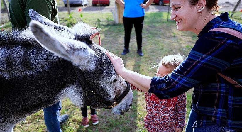 Füles és gazdái újra útra keltek: Kiskunmajsán is sokan találkoztak velük – galériával