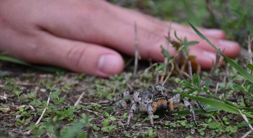 Rémisztő pók bukkant fel Jászberényben – hatalmas, szőrös lábait látva mindenki ledöbbent