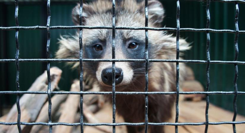 Megdőlt az elmélet: nem laborból szökött ki a koronavírus, sokkal borzasztóbb az igazság