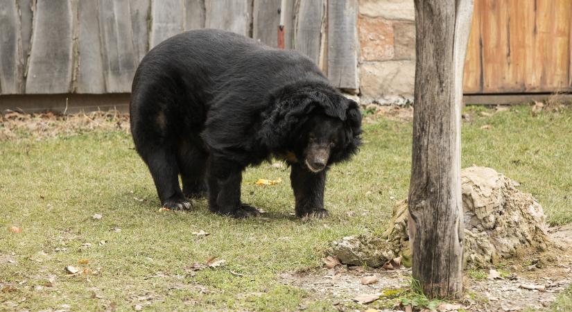 Barnamedve bóklászhat Hajdú-Biharban, a környéken még soha nem láttak ekkora vadállatot