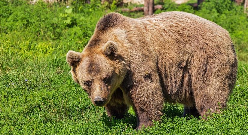 Nagytestű barnamedve portyázhat Hajdú-Biharban, többen látták Nyírmártonfalvánál