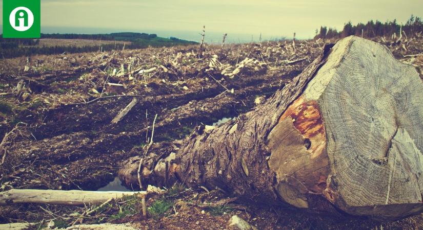 EU-Mercosur megállapodás és erdőirtás: milyen érdekek győznek?