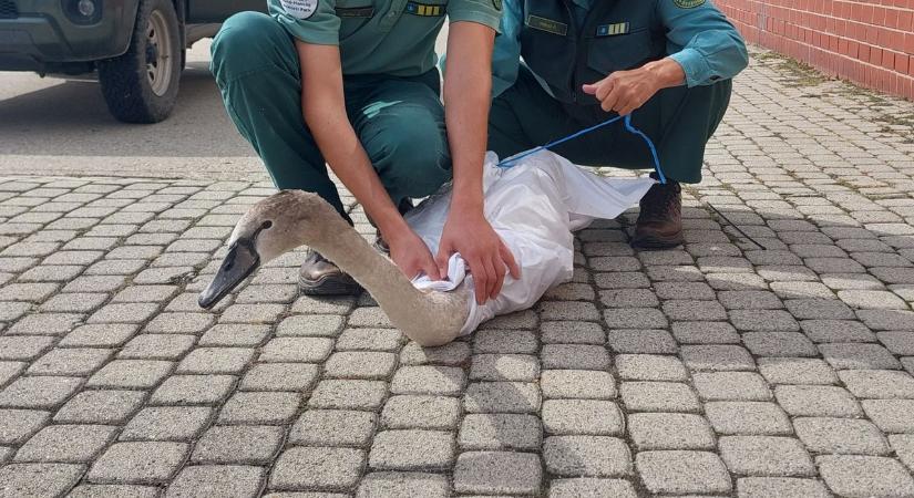 Hattyúbébi landolt a sajtóházban - fotók, videó