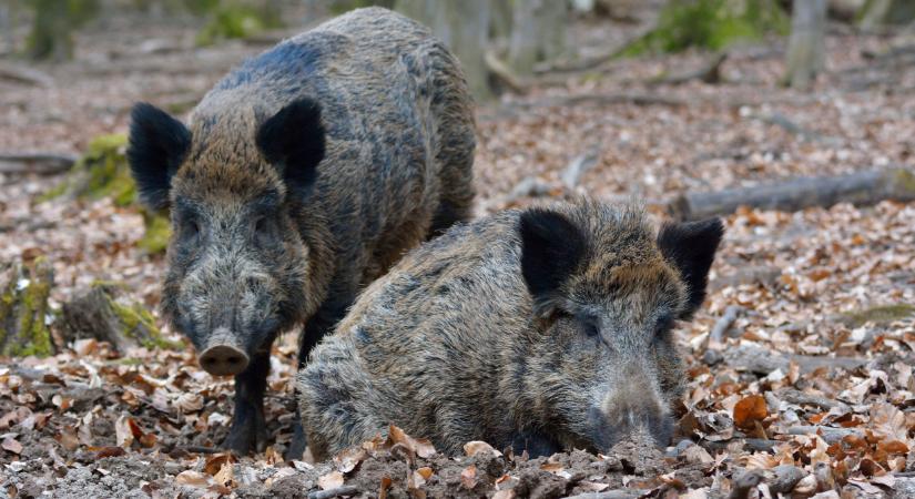 Fontos döntés született a sertéspestisről: ez rengeteg magyar termelőt érint