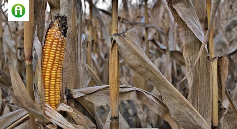 Toxinos kukorica: az Agrárminisztérium cáfol és pánikkeltésről beszél